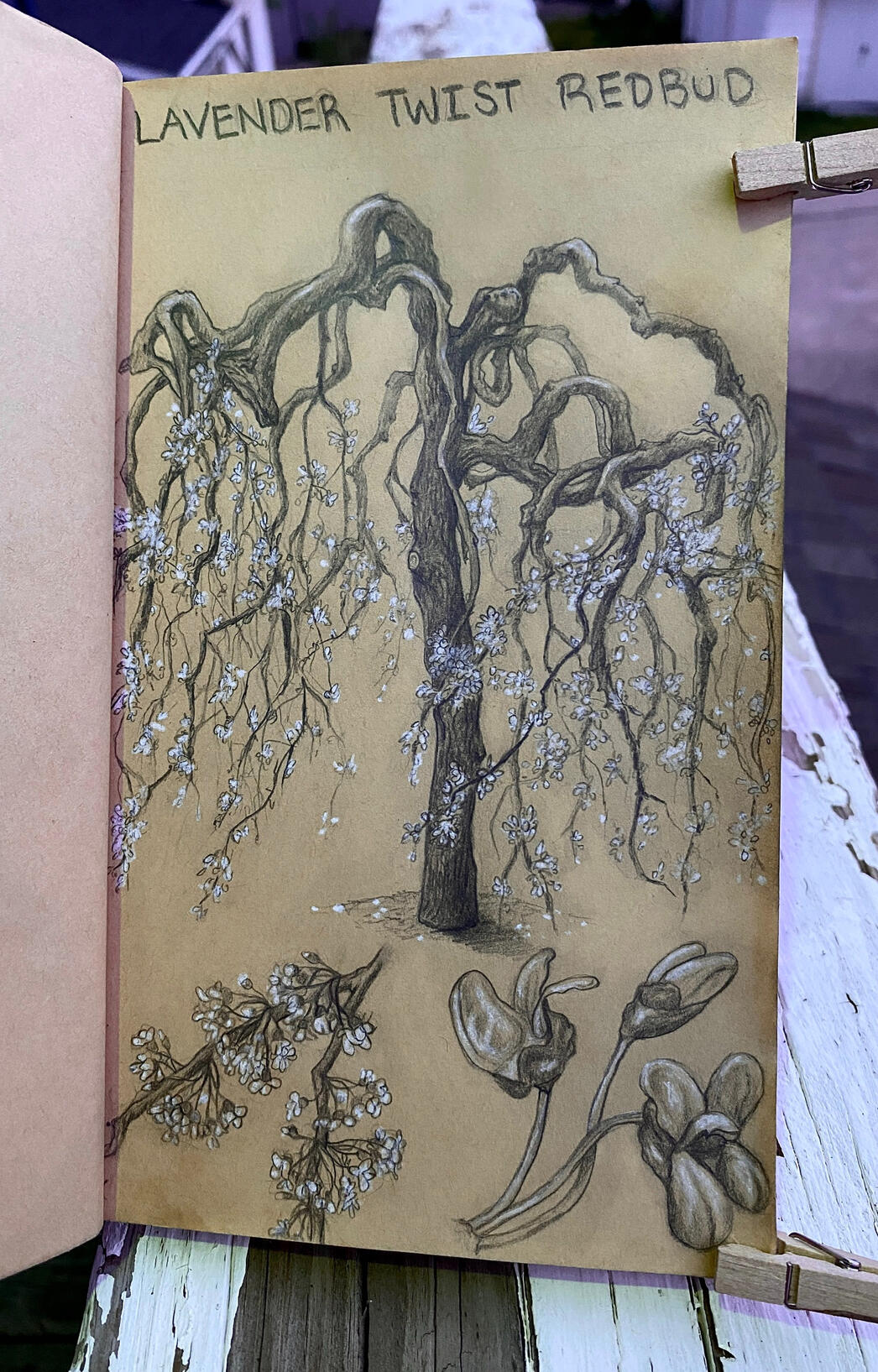 Lavender Twist Redbud